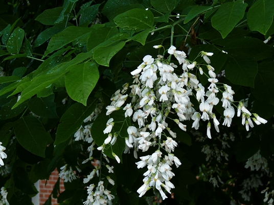 {Cladrastis kentukea}